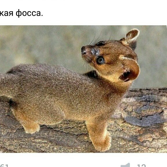 Fossa